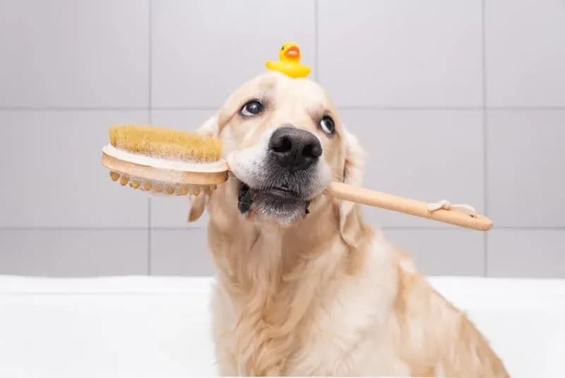 Mobile pet bath and de-shedding brush service by Happy Pets in San Jose, CA