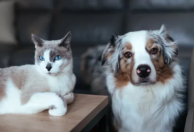 Professional pet anal gland expression service by Happy Pets in San Jose, CA