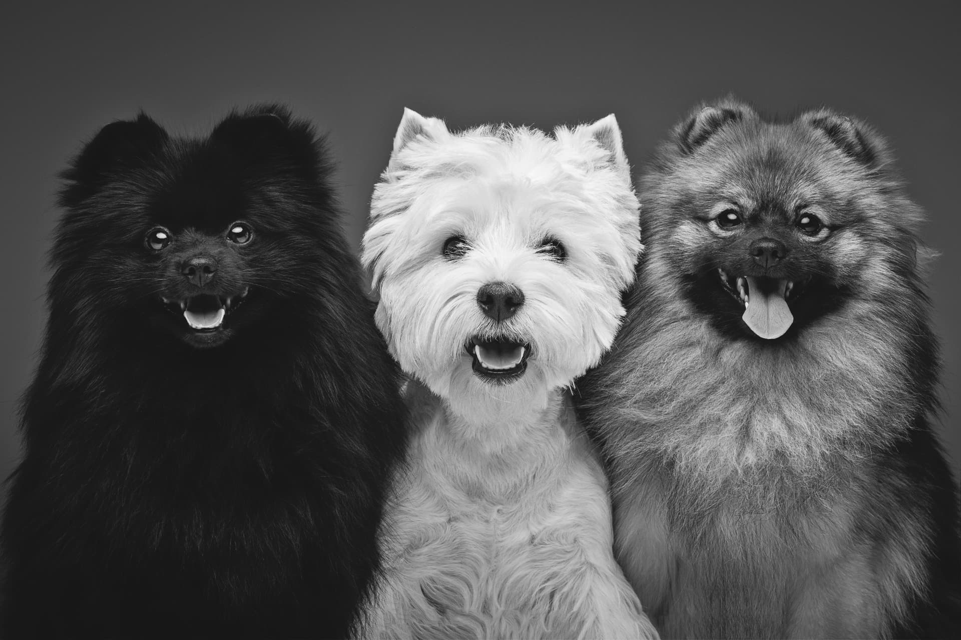Happy Pets mobile grooming van serving San Jose and the South Bay