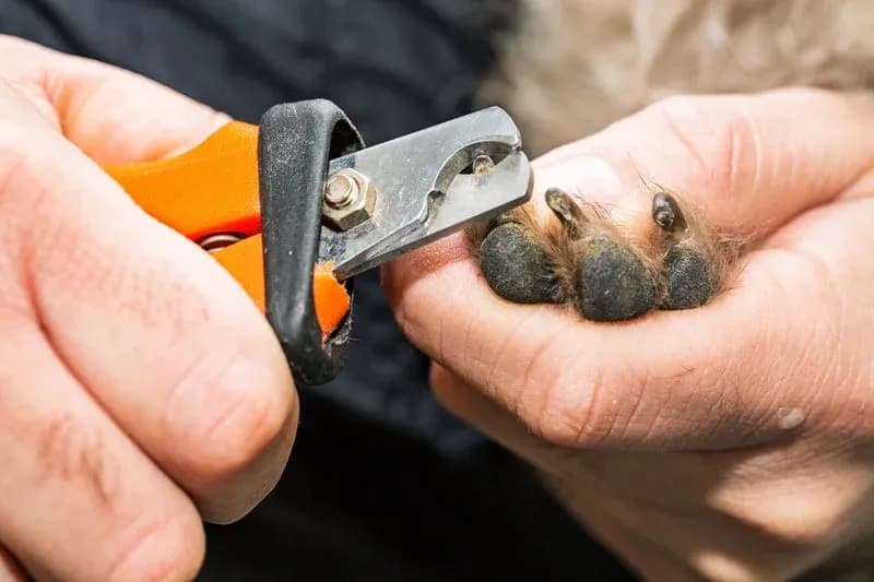 Mobile dog and cat nail trimming and paw care by Happy Pets in San Jose, CA